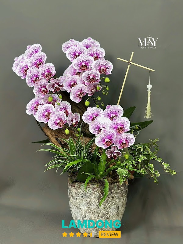 Mây Flower – lan hồ điệp đẹp