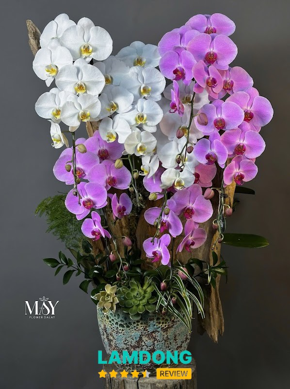 Mây Flower – chậu hoa tươi